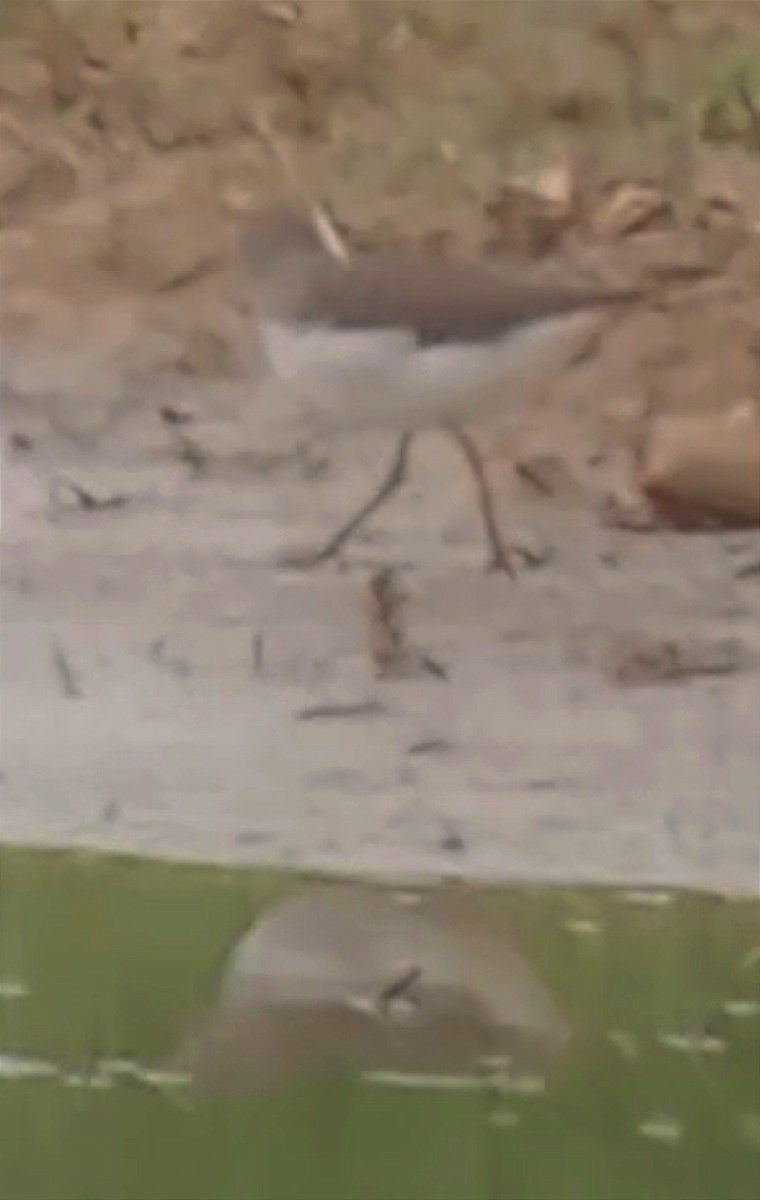 Green Sandpiper - ML615628048