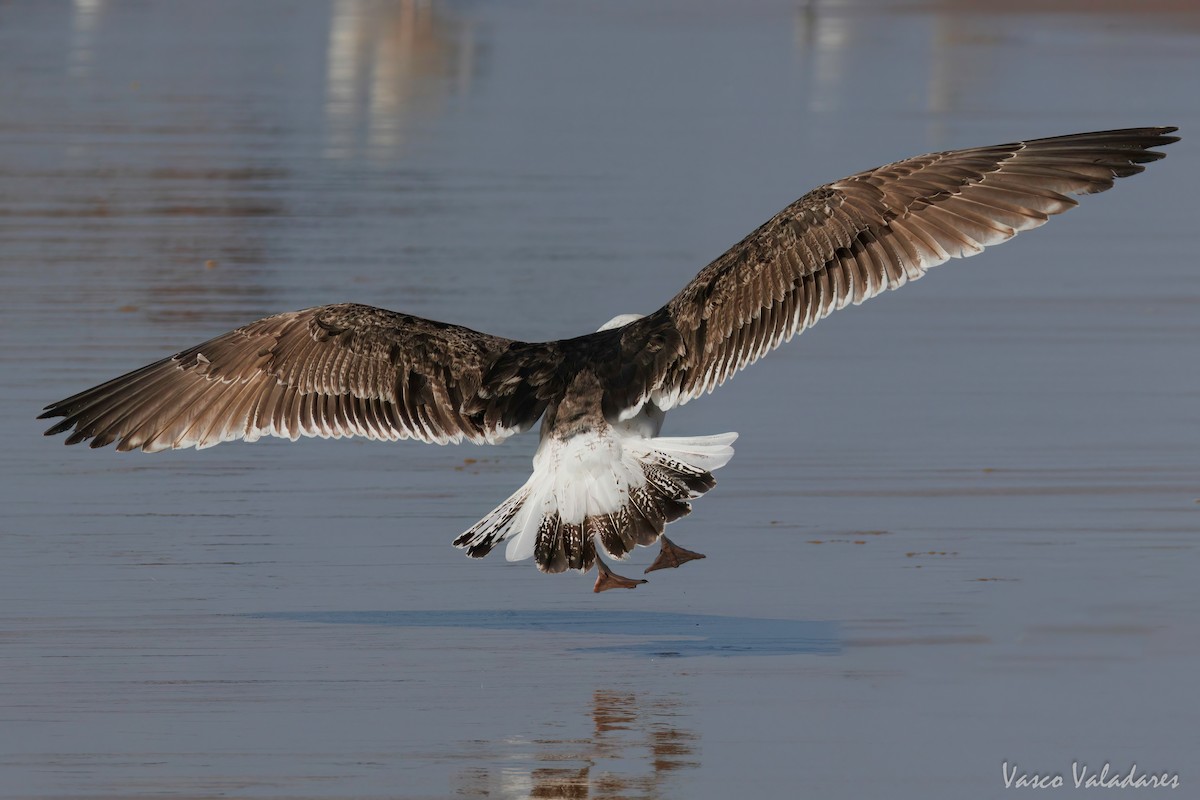 Great Black-backed Gull - ML615628084