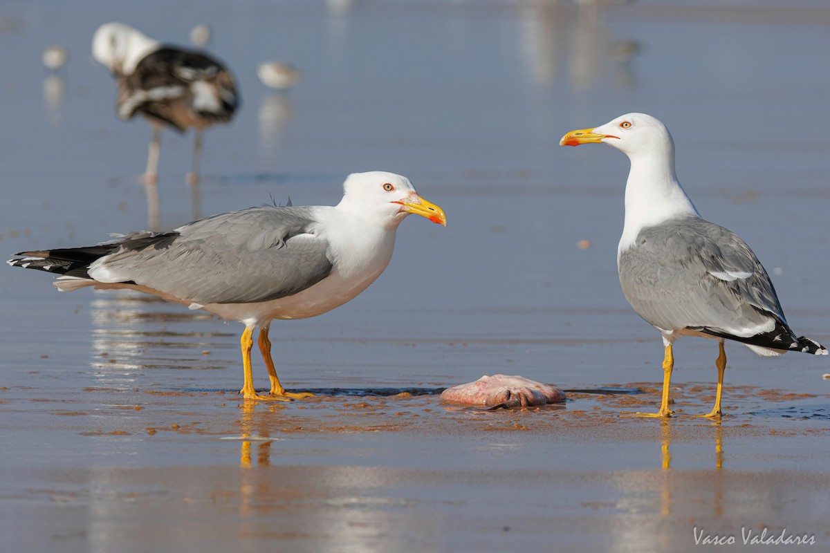 Gaviota Patiamarilla - ML615628087