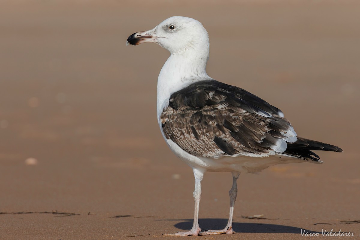 Great Black-backed Gull - ML615628088