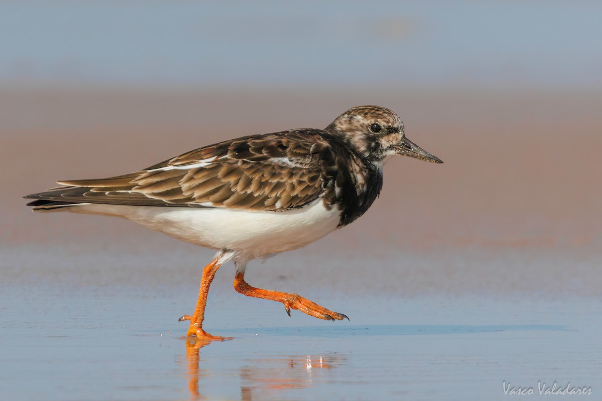 Ruddy Turnstone - ML615628093