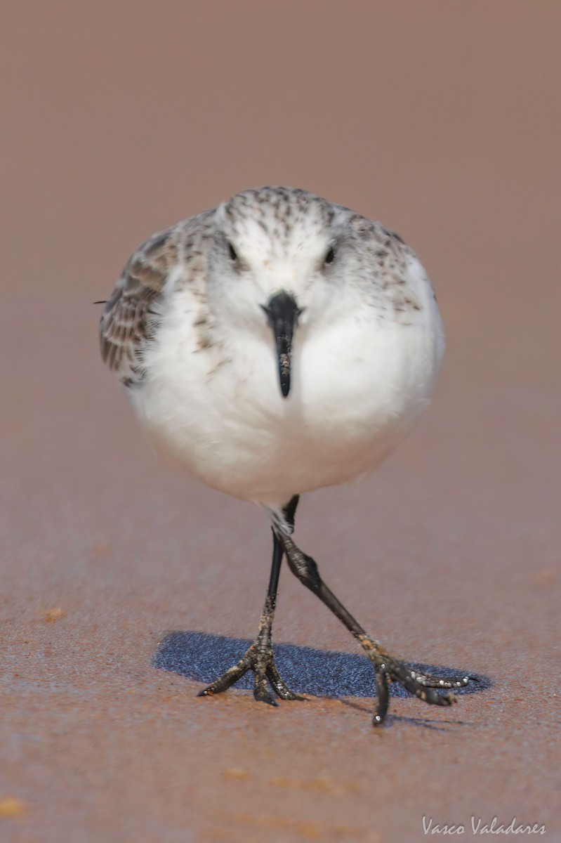 Sanderling - ML615628098