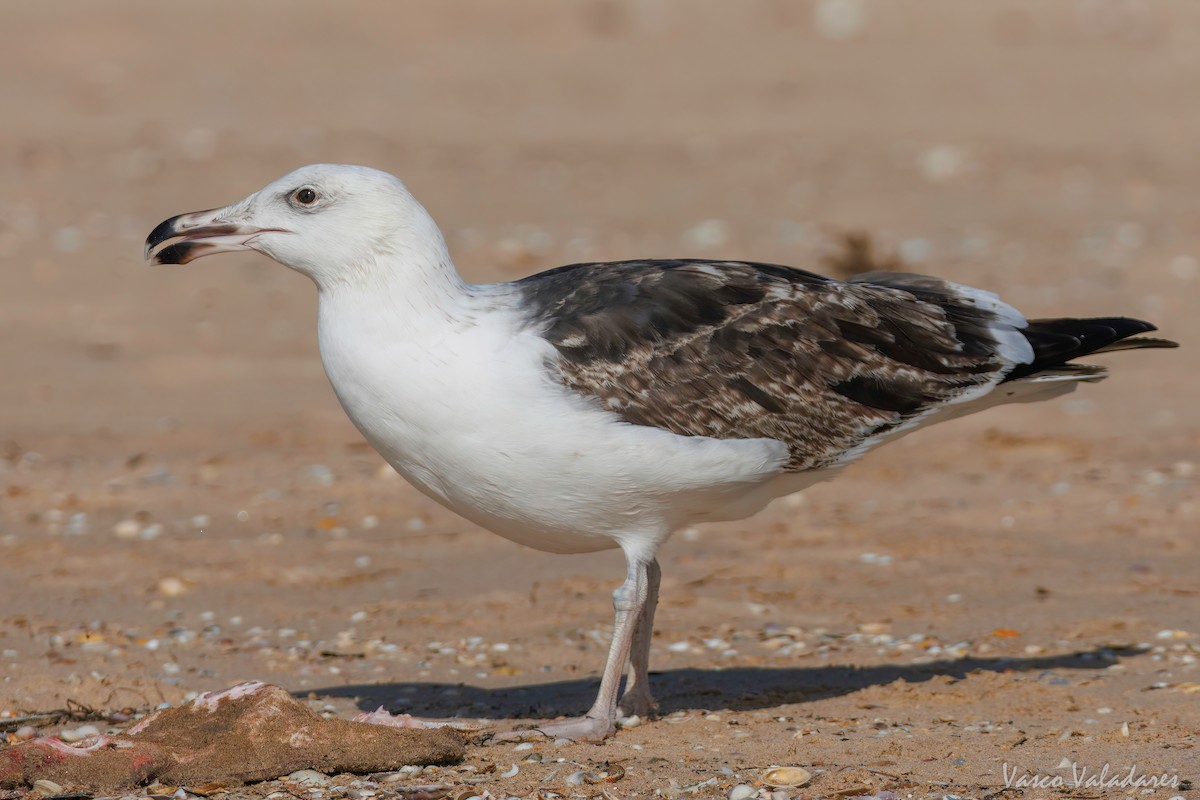 Great Black-backed Gull - ML615628106