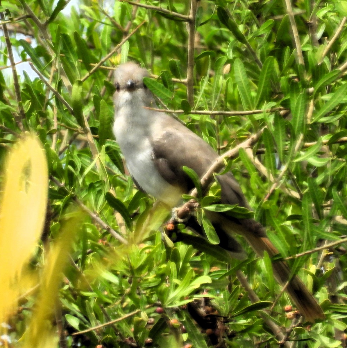 Ash-colored Cuckoo - Gustavo Ribeiro