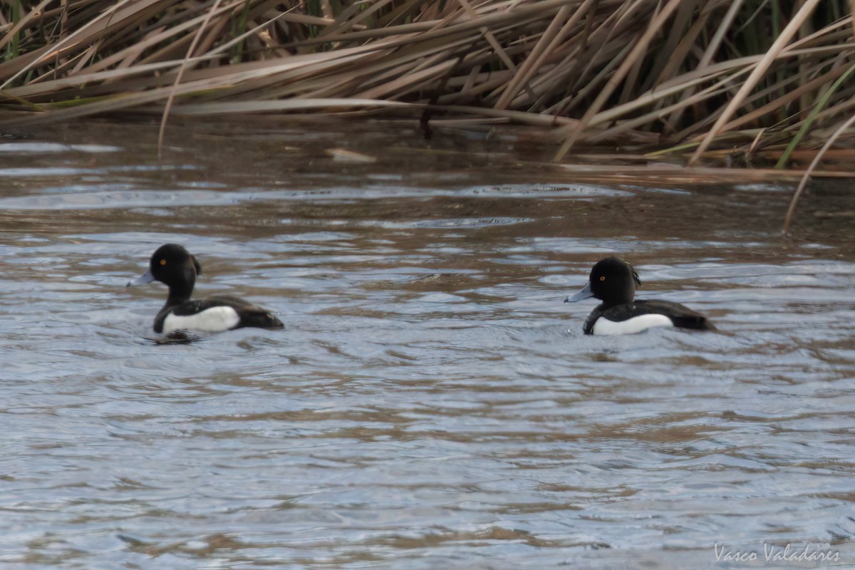 Tufted Duck - ML615628173