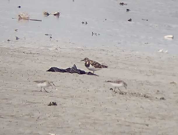 Ruddy Turnstone - ML615628182