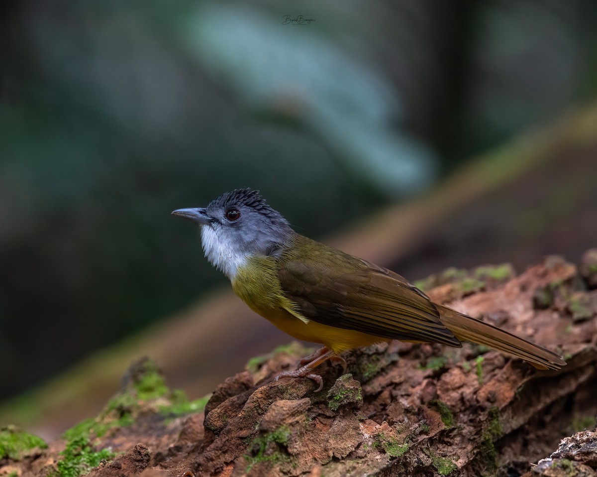 Yellow-bellied Bulbul - BIPLAB BANERJEE