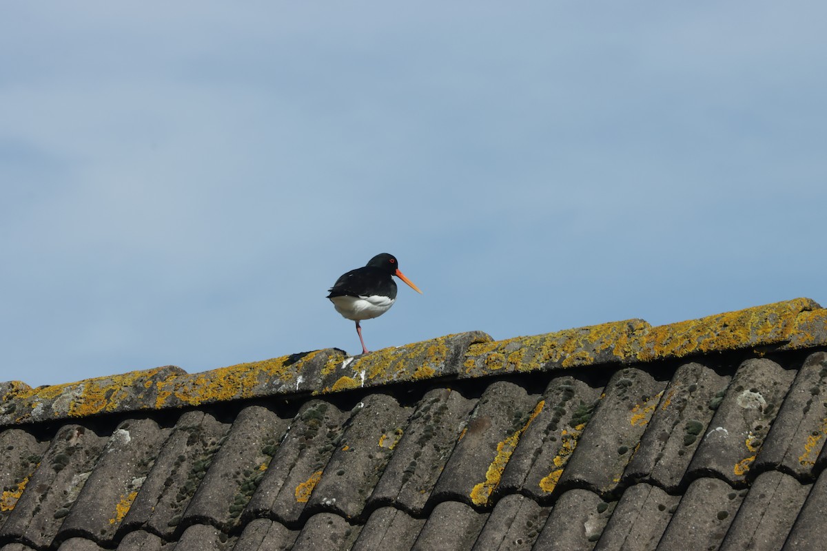 Eurasian Oystercatcher - ML615628213