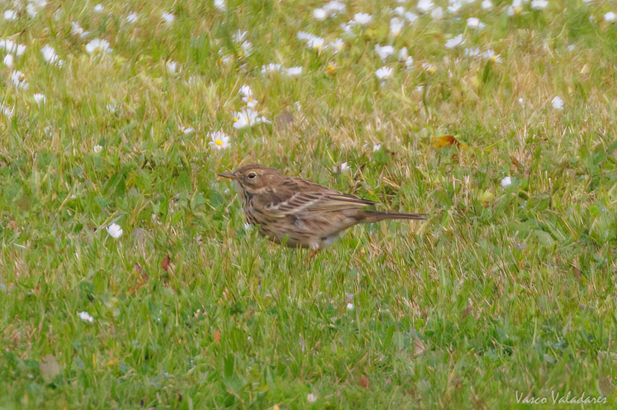 Meadow Pipit - ML615628250