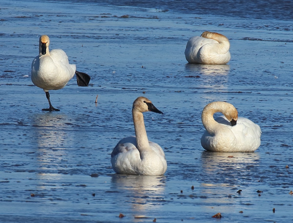 Tundra Swan - Mark E Land