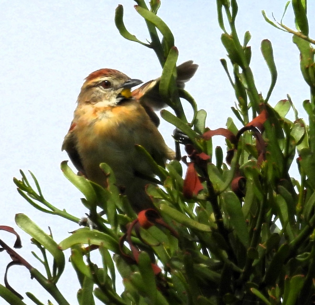 Chotoy Spinetail - ML615628283