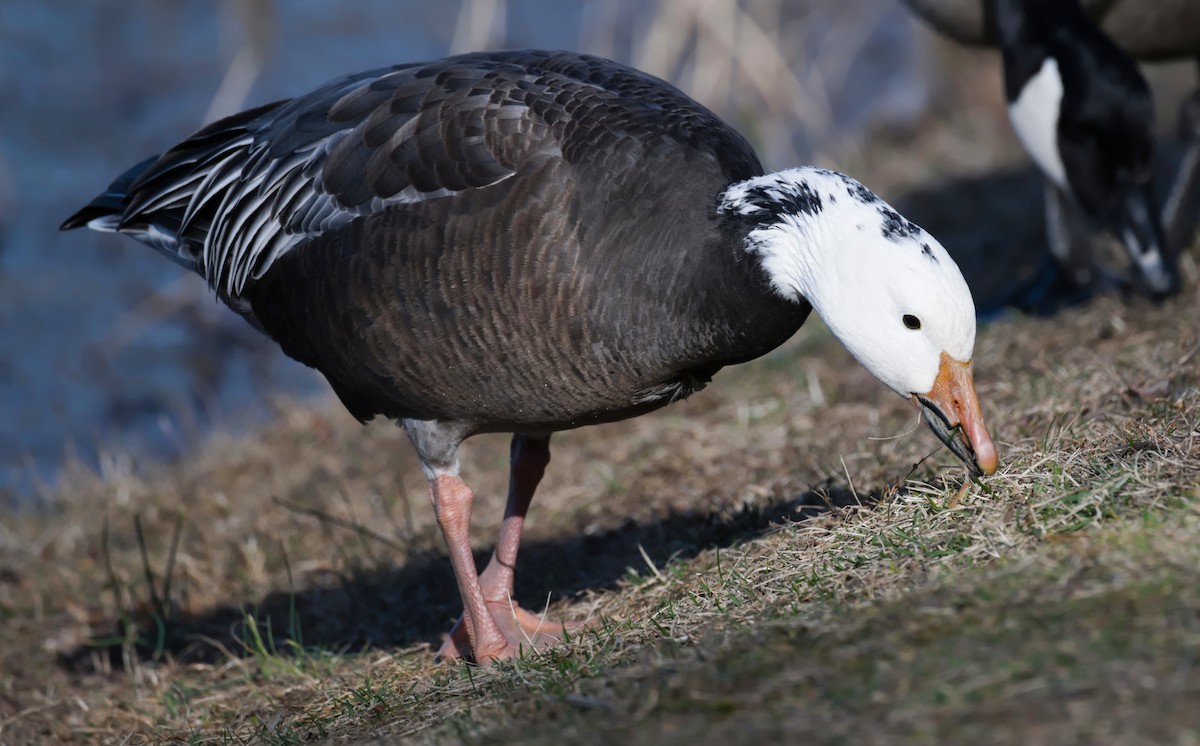 Snow Goose - ML615628333