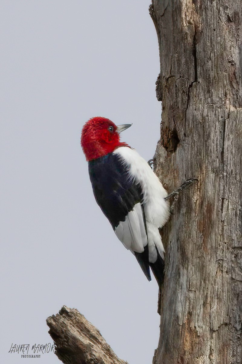 Red-headed Woodpecker - ML615628366