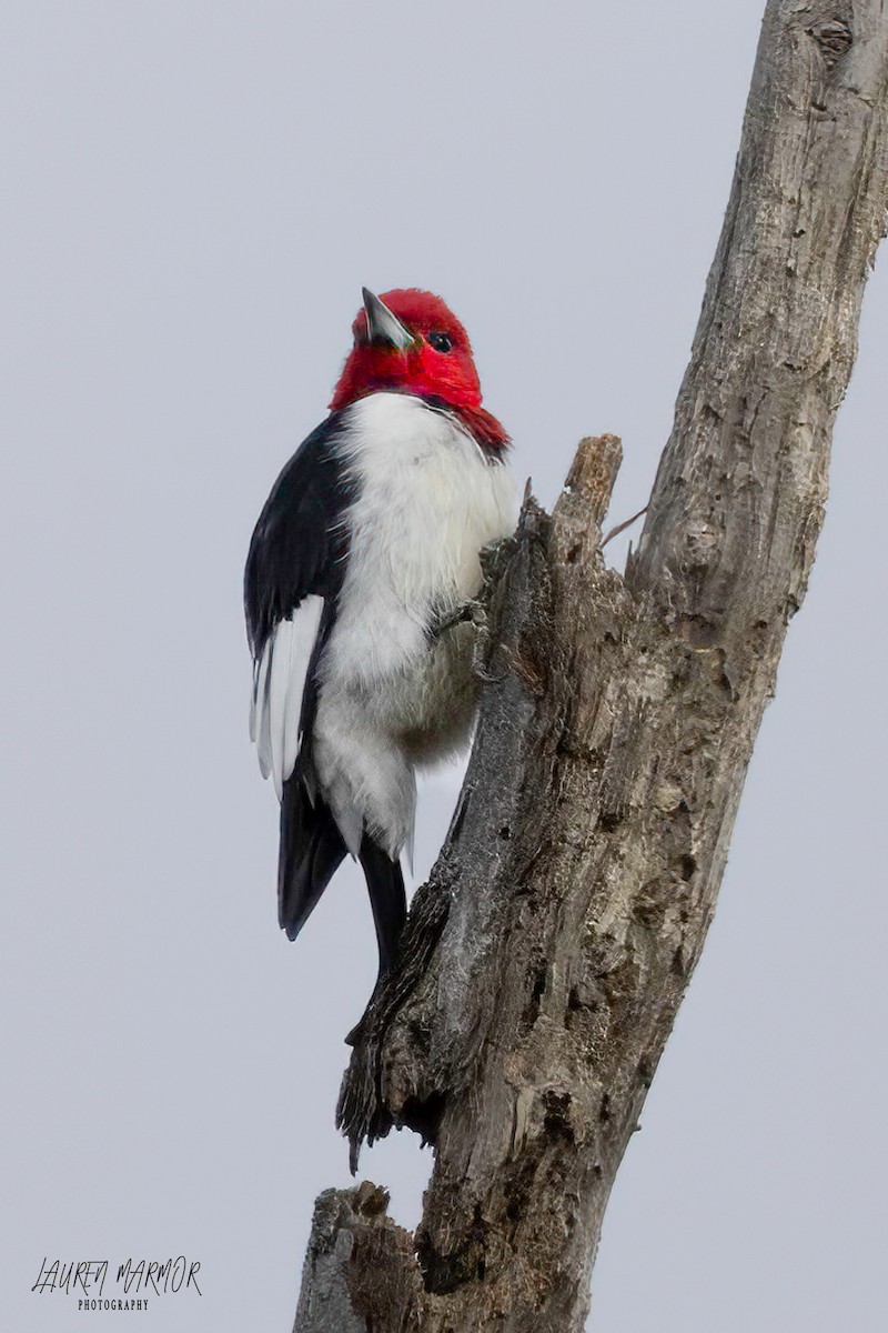 Red-headed Woodpecker - ML615628373