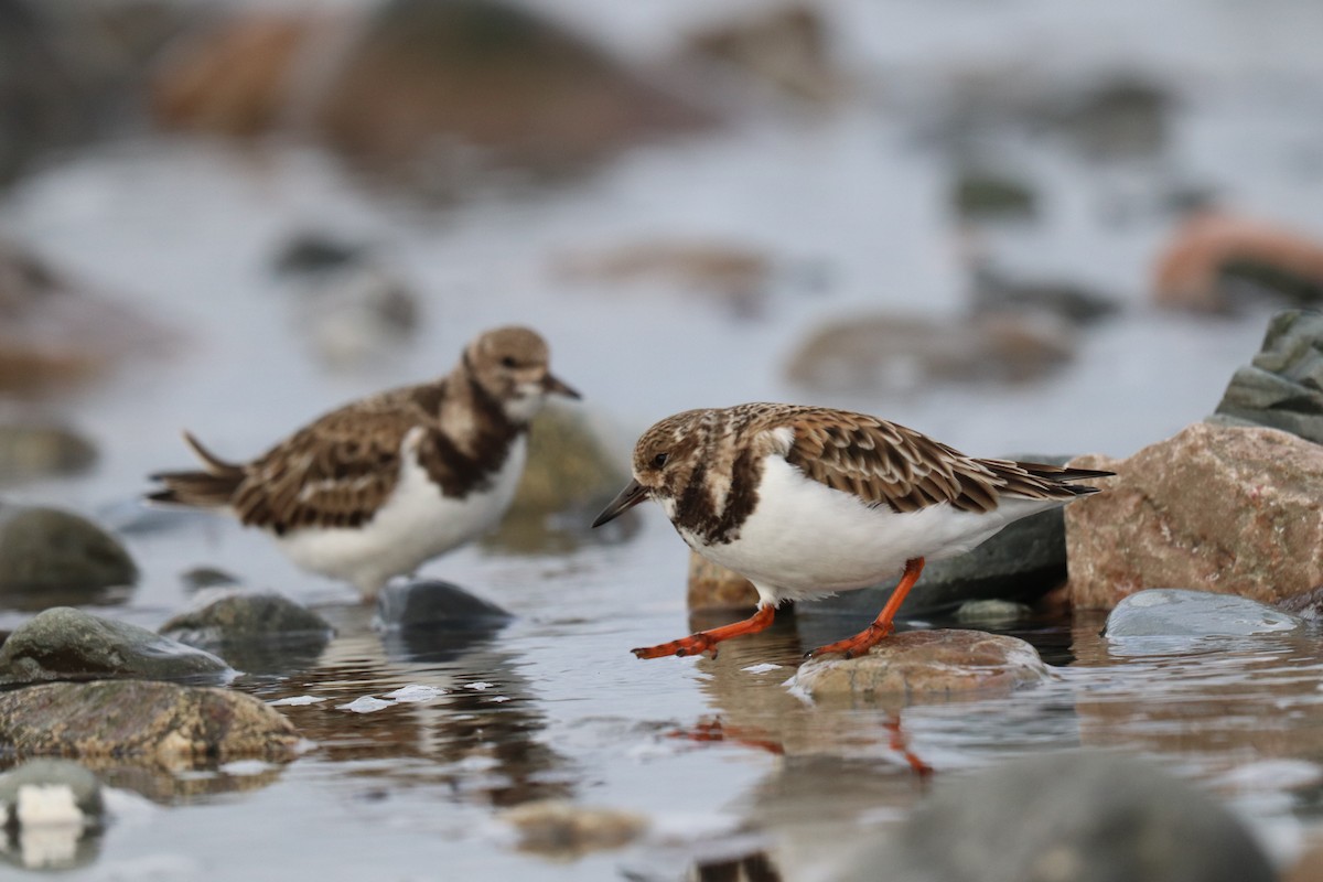 Ruddy Turnstone - ML615628464