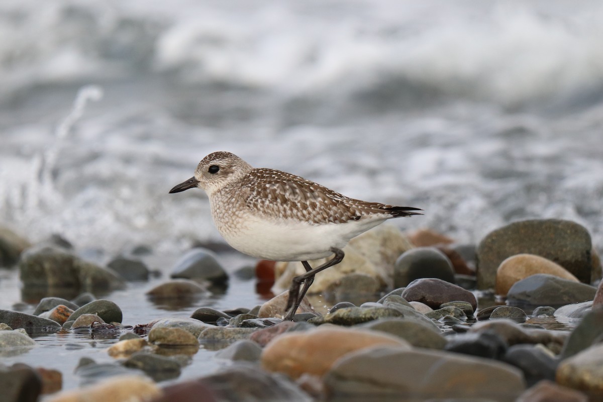 Black-bellied Plover - ML615628495