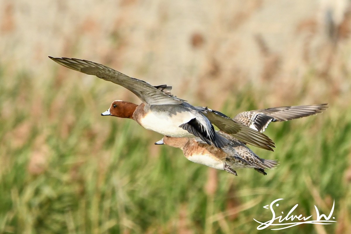 Eurasian Wigeon - ML615628500