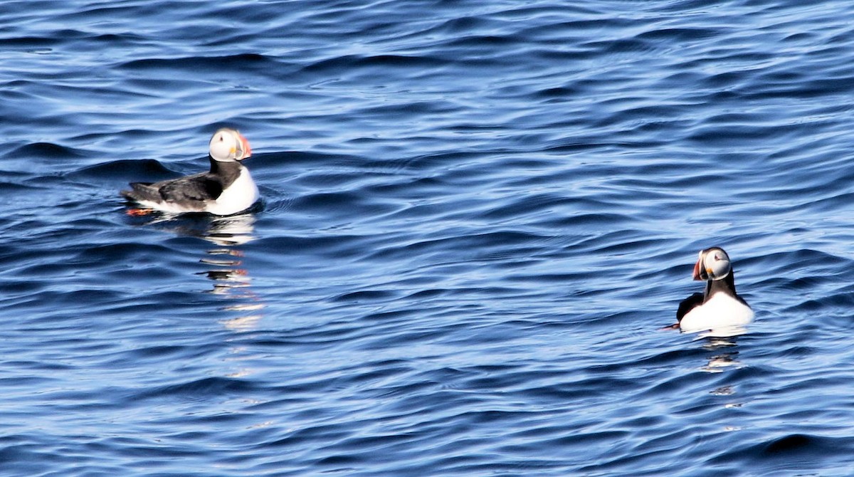 Atlantic Puffin - ML61562851