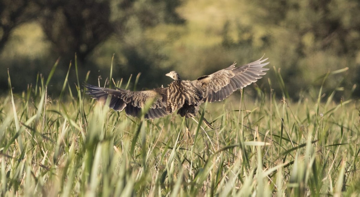 bukač jihoamerický - ML615628532
