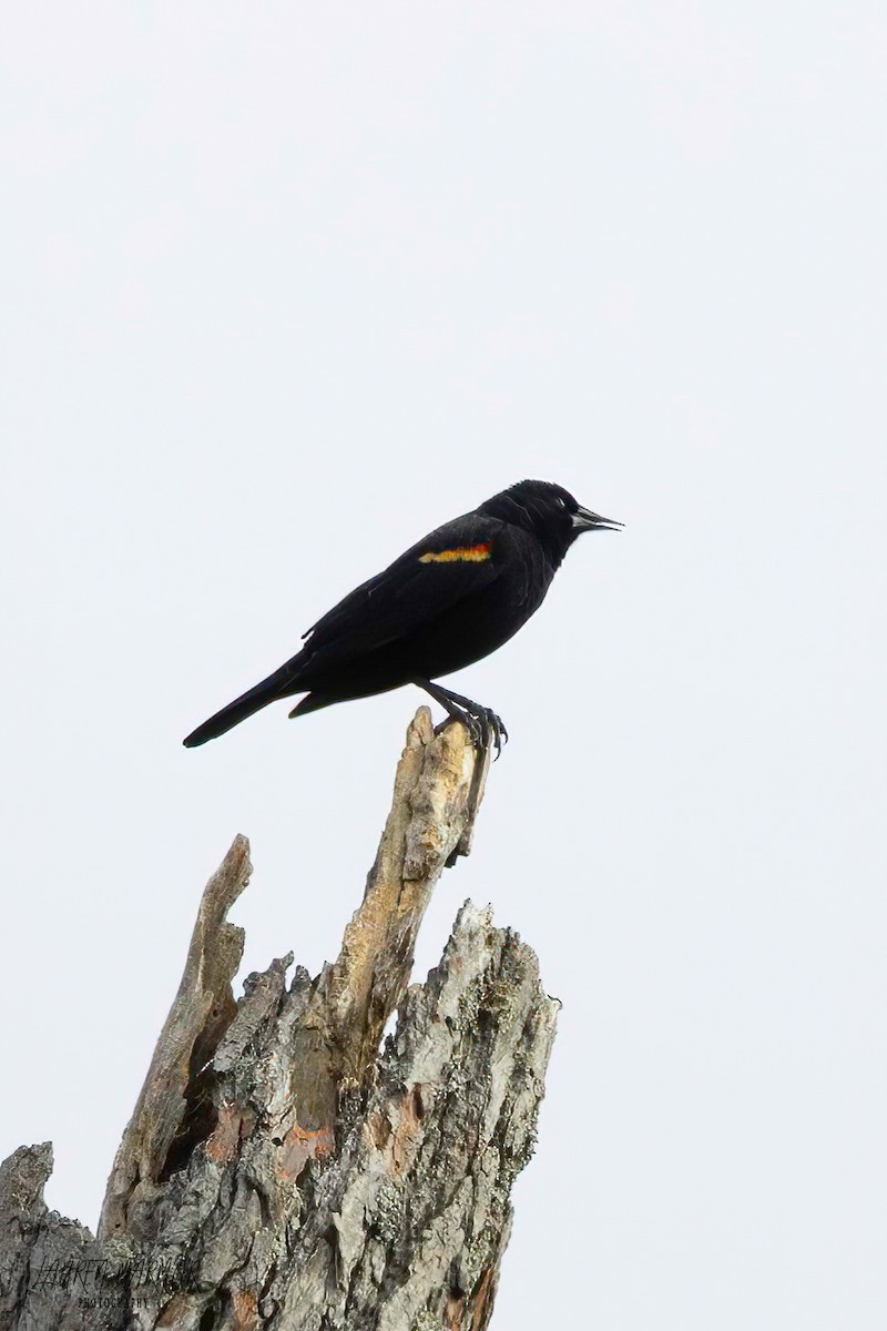 Red-winged Blackbird - Lauren Marmor