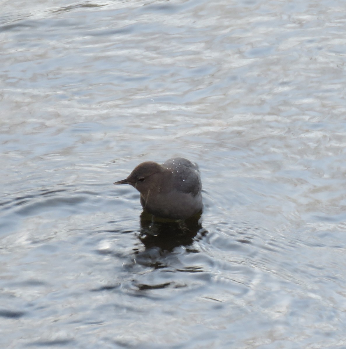 American Dipper - ML615628569