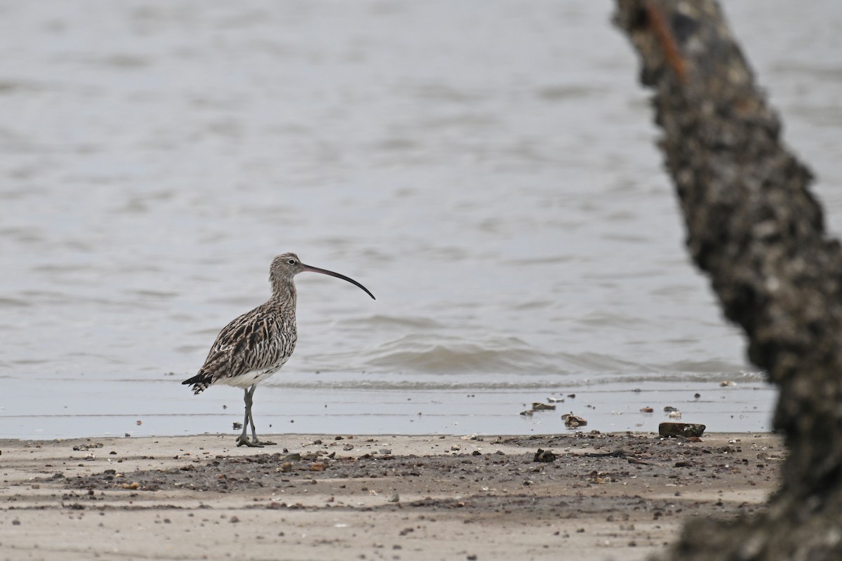 Eurasian Curlew - Ting-Wei (廷維) HUNG (洪)