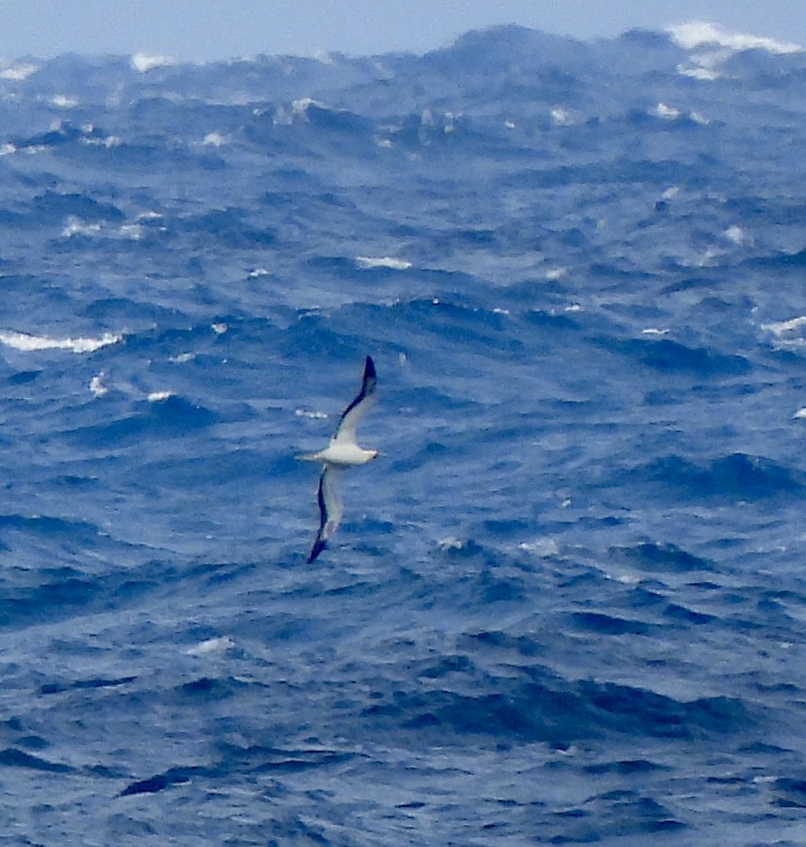 Red-footed Booby - William McClellan