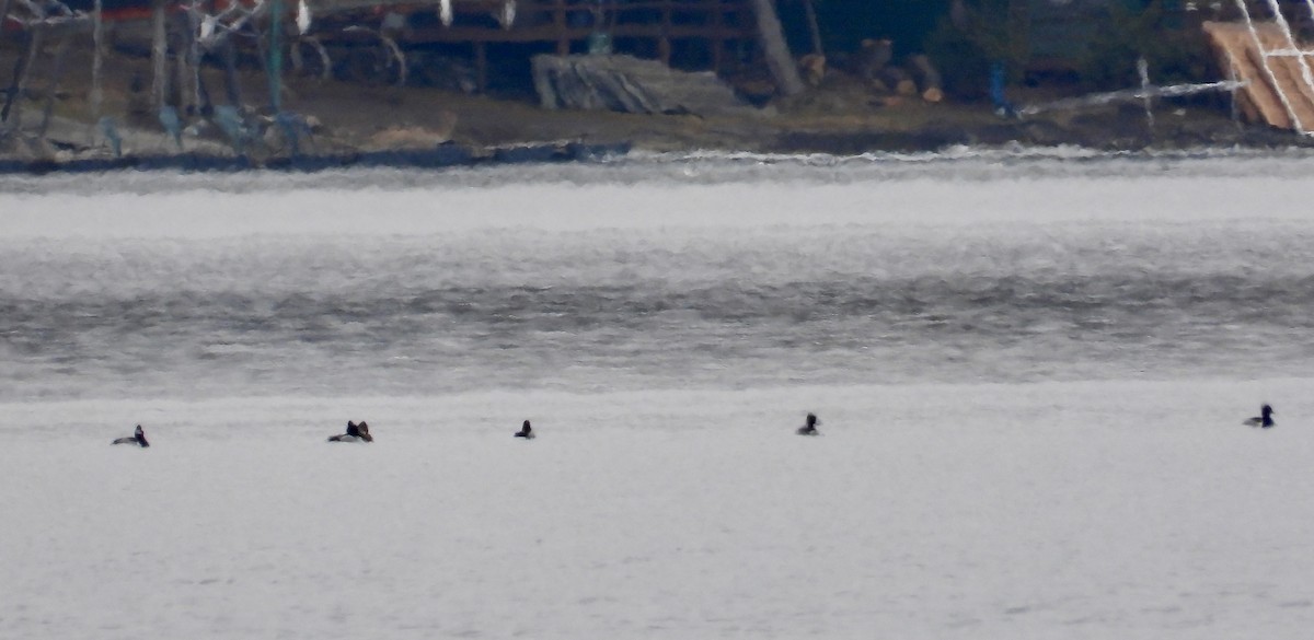 Ring-necked Duck - ML615628616