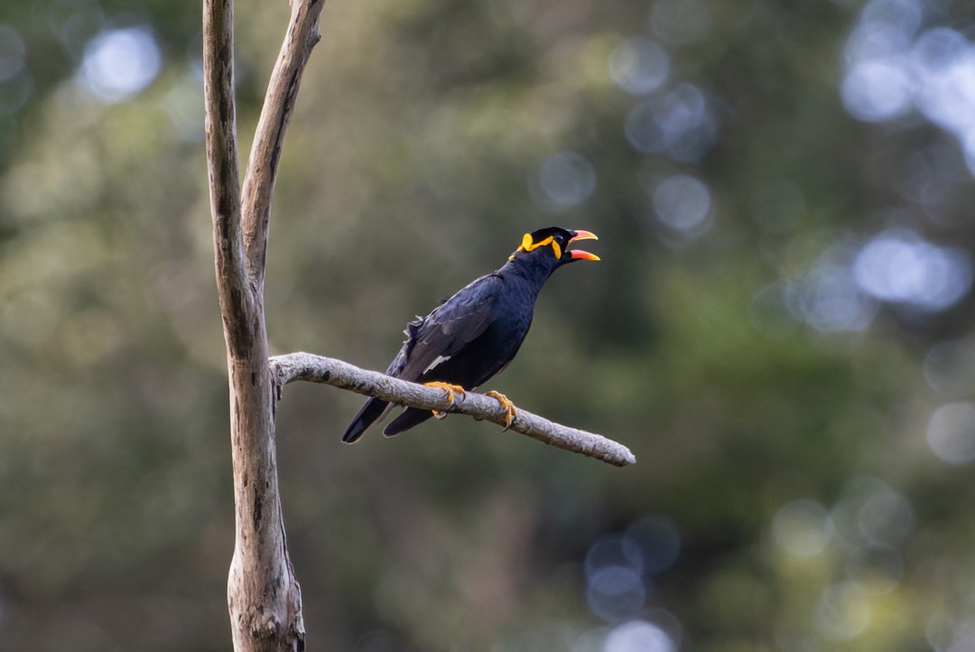 Common Hill Myna - ML615628629