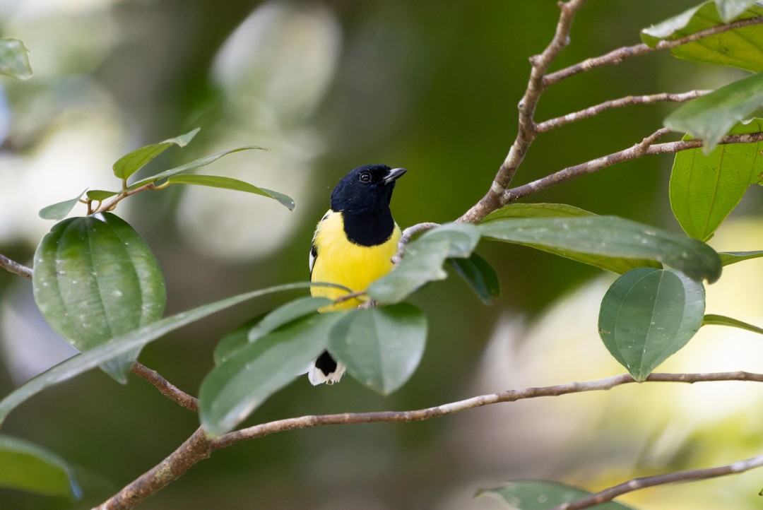 Palawan Tit - ML615628634