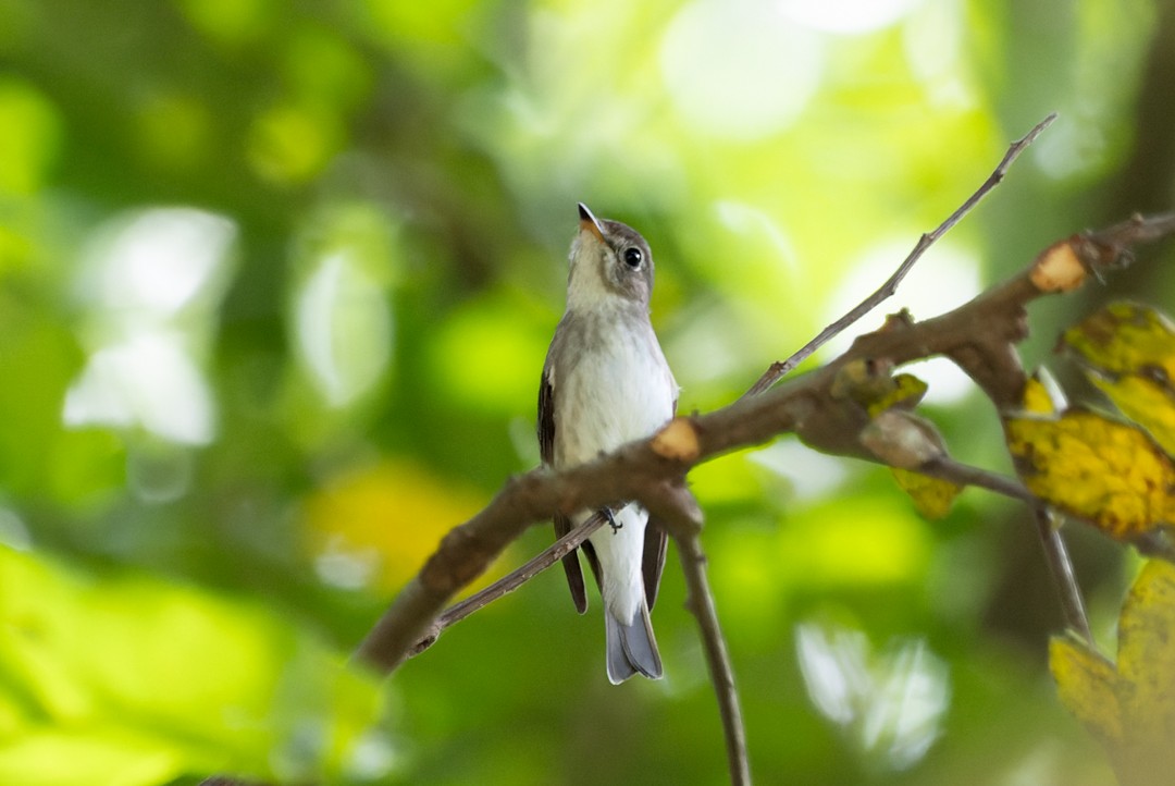 Asian Brown Flycatcher - ML615628639