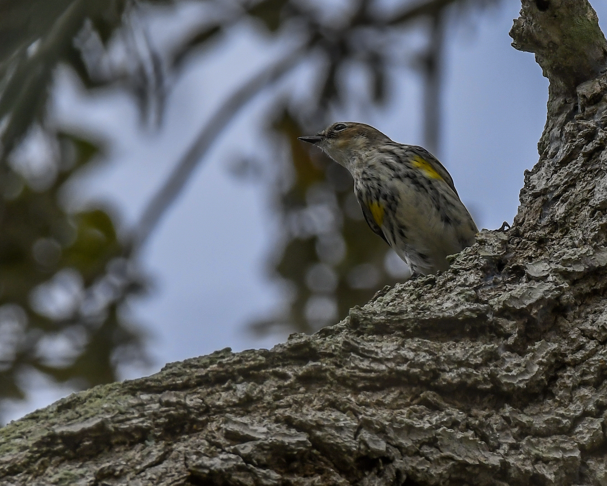 Yellow-rumped Warbler - ML615628677