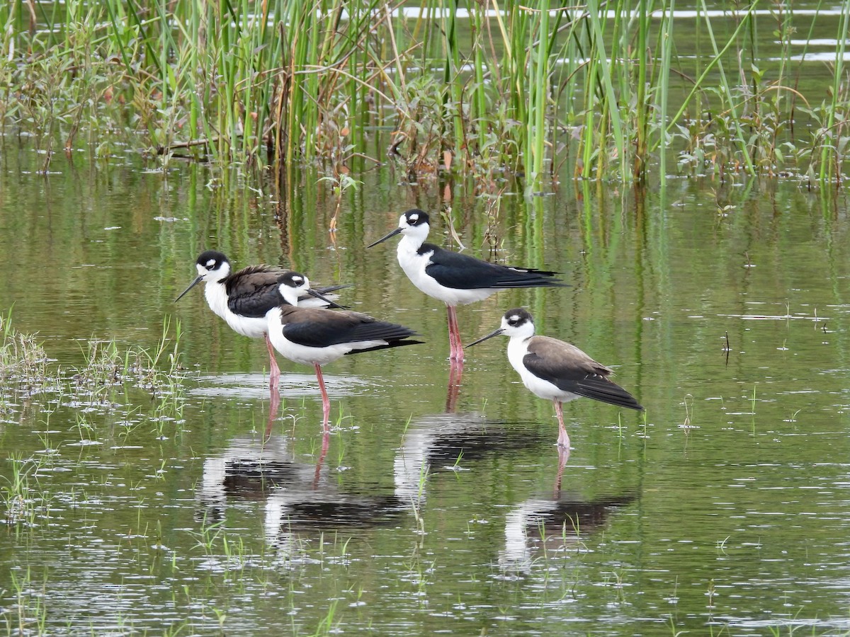 Black-necked Stilt - Sandy and Stephen Birge