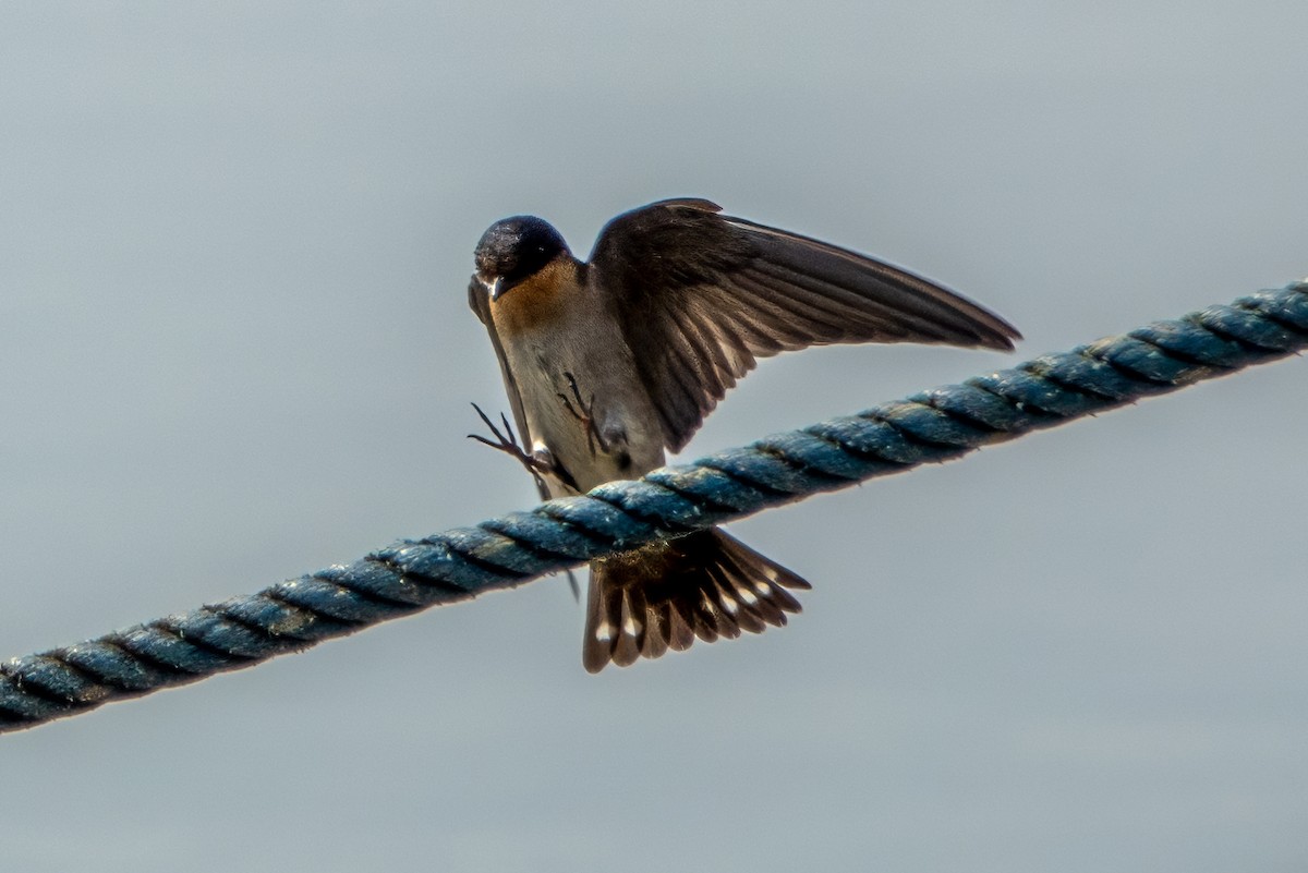 Pacific Swallow - ML615628682