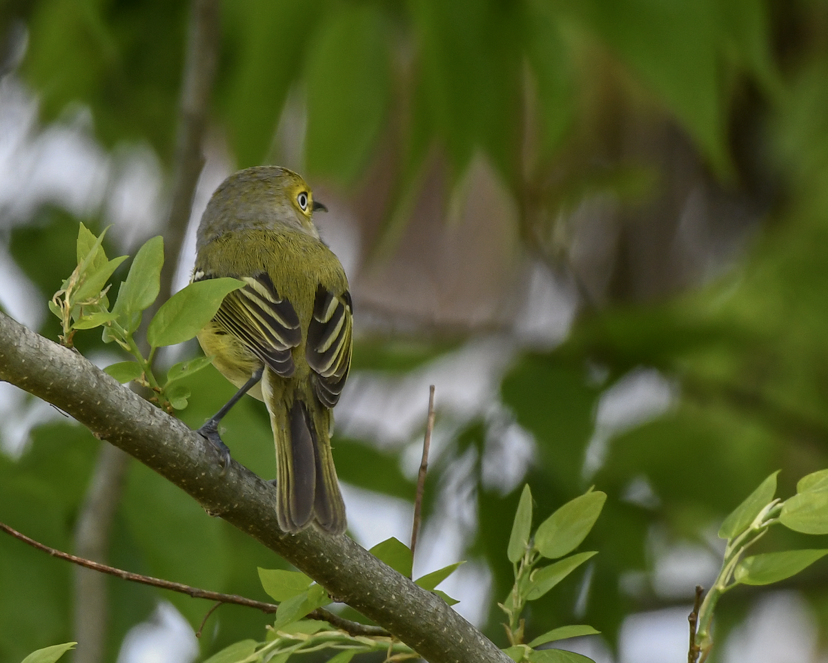 White-eyed Vireo - Erik Martin