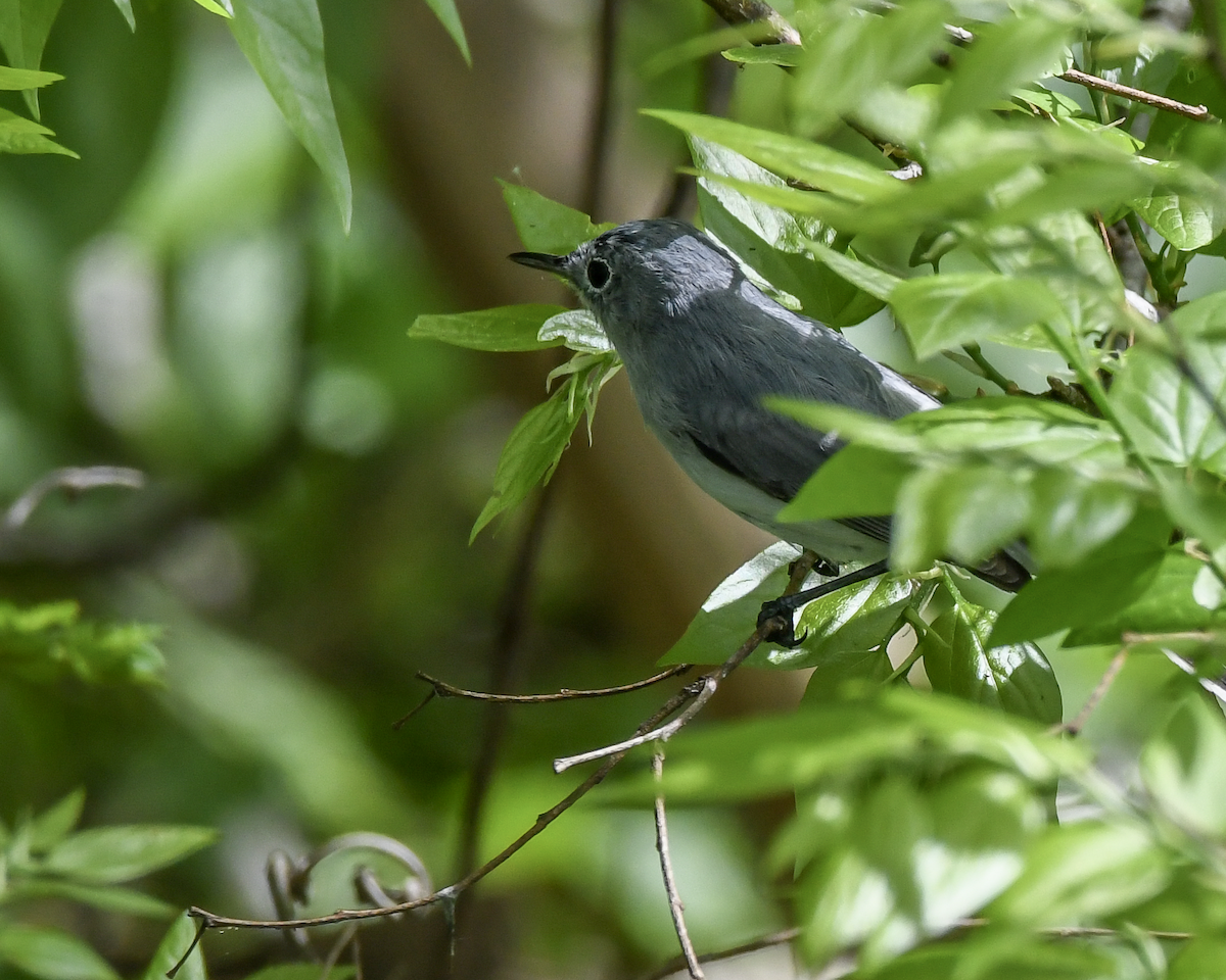 Blue-gray Gnatcatcher - ML615628699