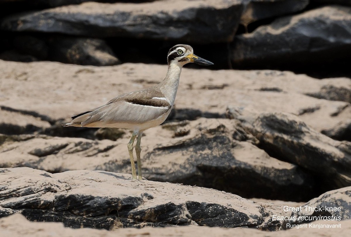 Great Thick-knee - Rungsrit Kanjanavanit