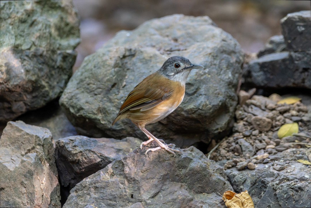 Ashy-headed Babbler - ML615628772