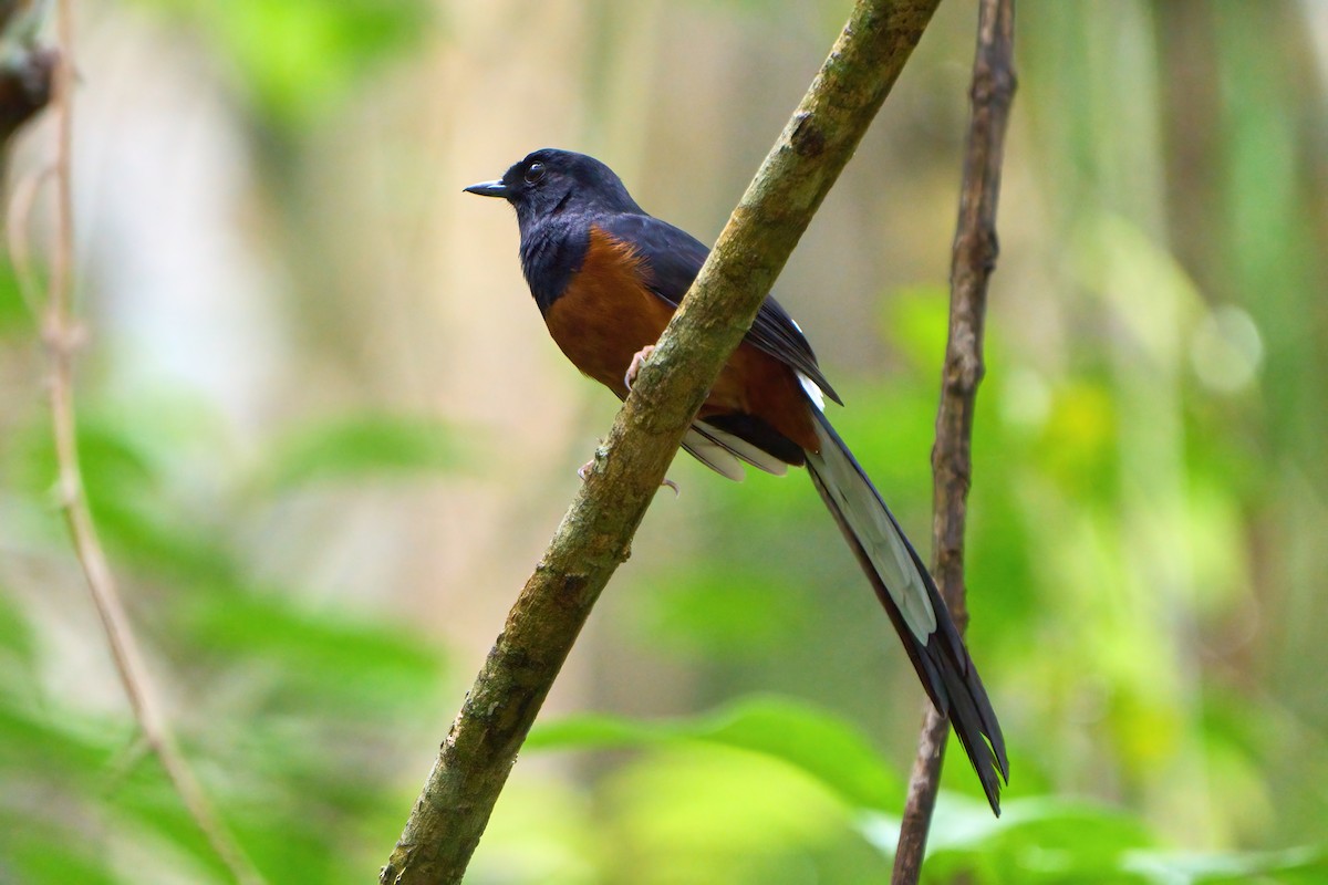 White-rumped Shama - Yuh Woei Chong