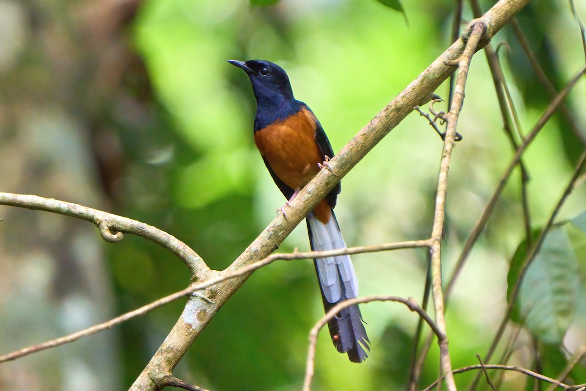 White-rumped Shama - Yuh Woei Chong