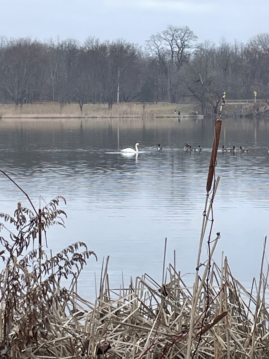 Mute Swan - ML615628821