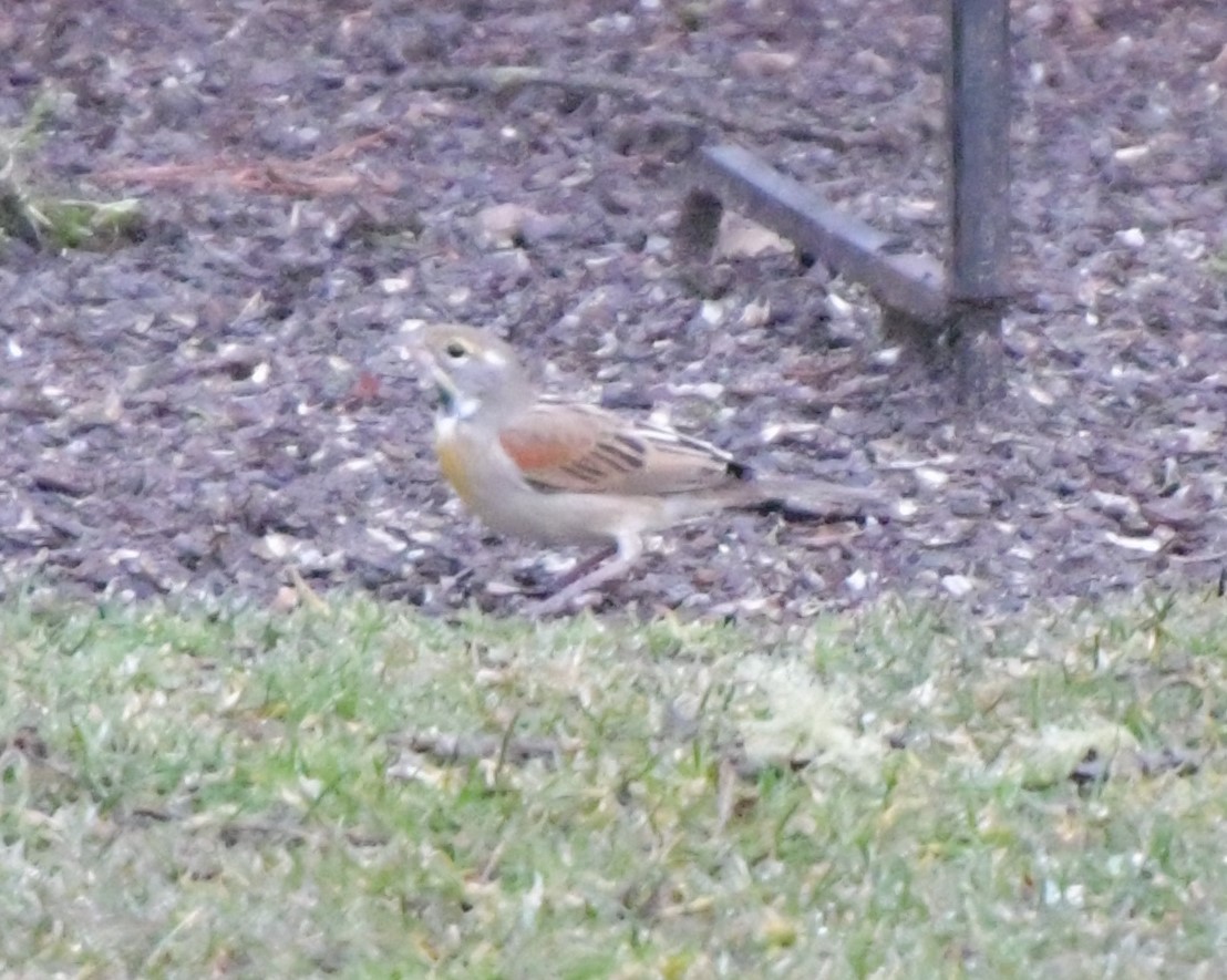 Dickcissel - ML615628836