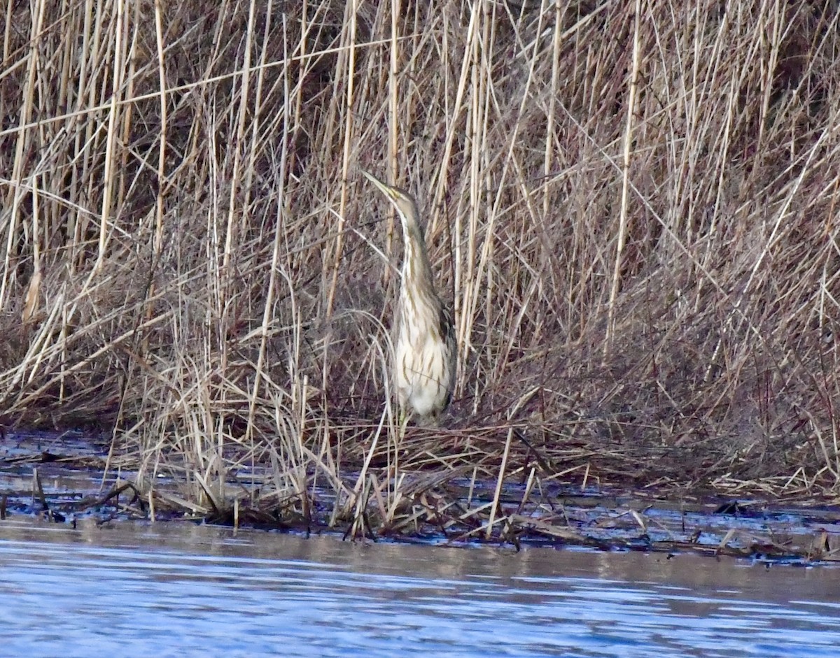 American Bittern - ML615628838