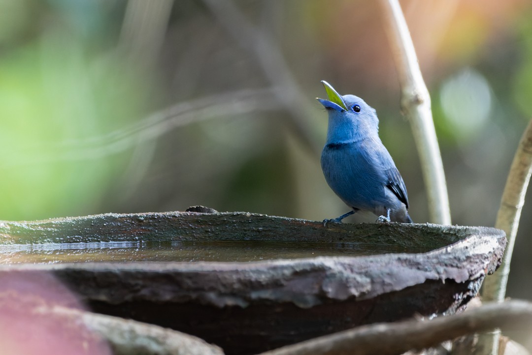 Blue Paradise-Flycatcher - ML615628856