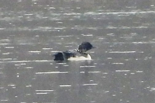 Common Loon - ML615628859