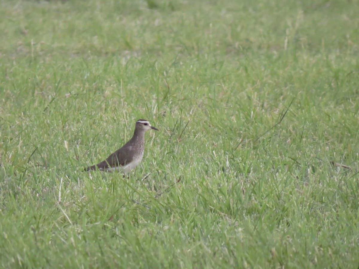 Sociable Lapwing - ML615628895