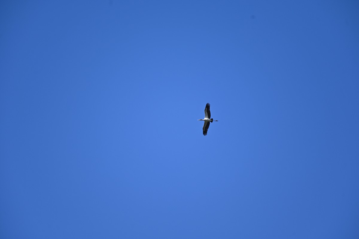 Wood Stork - Taylor Naquin