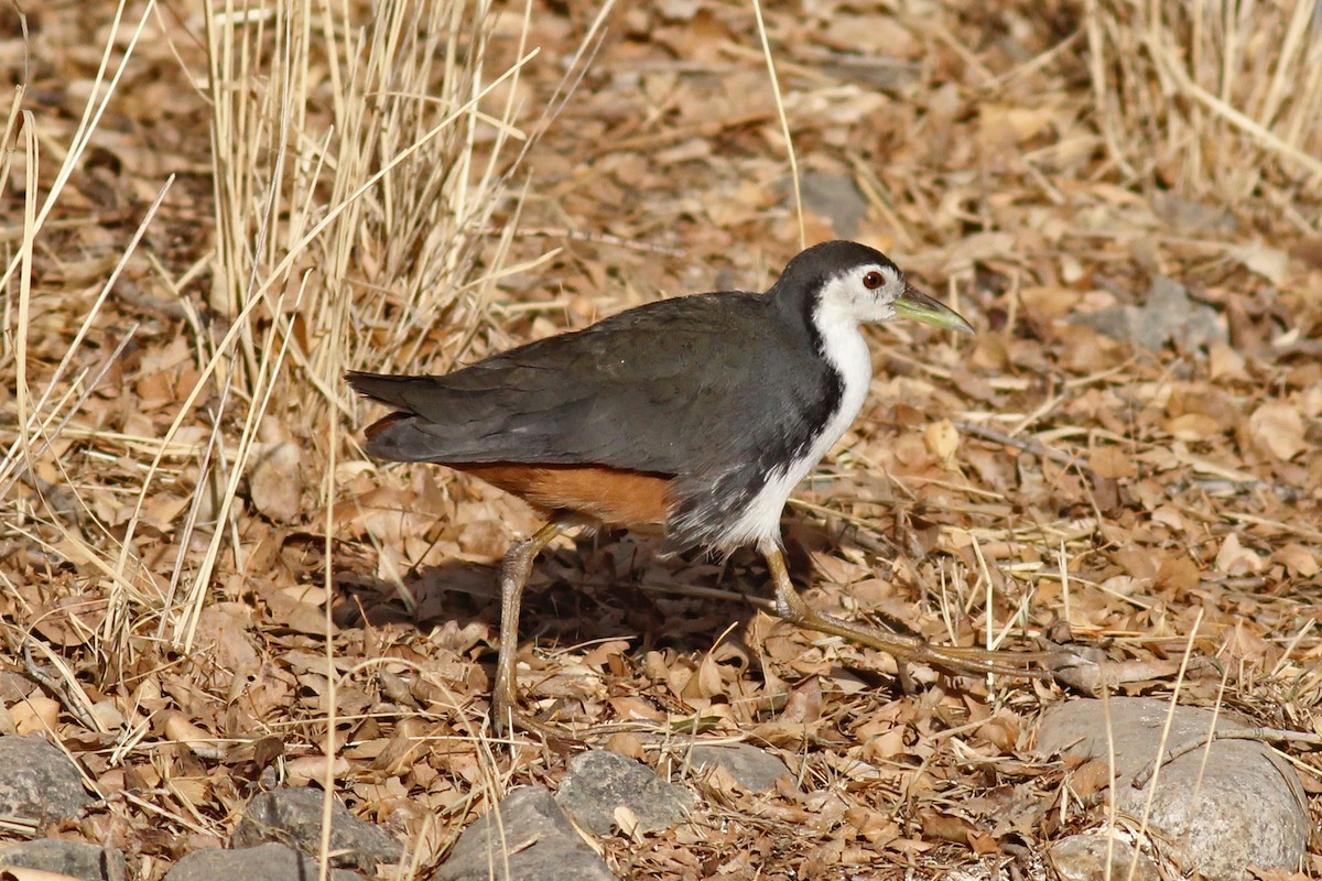 White-breasted Waterhen - ML615628900
