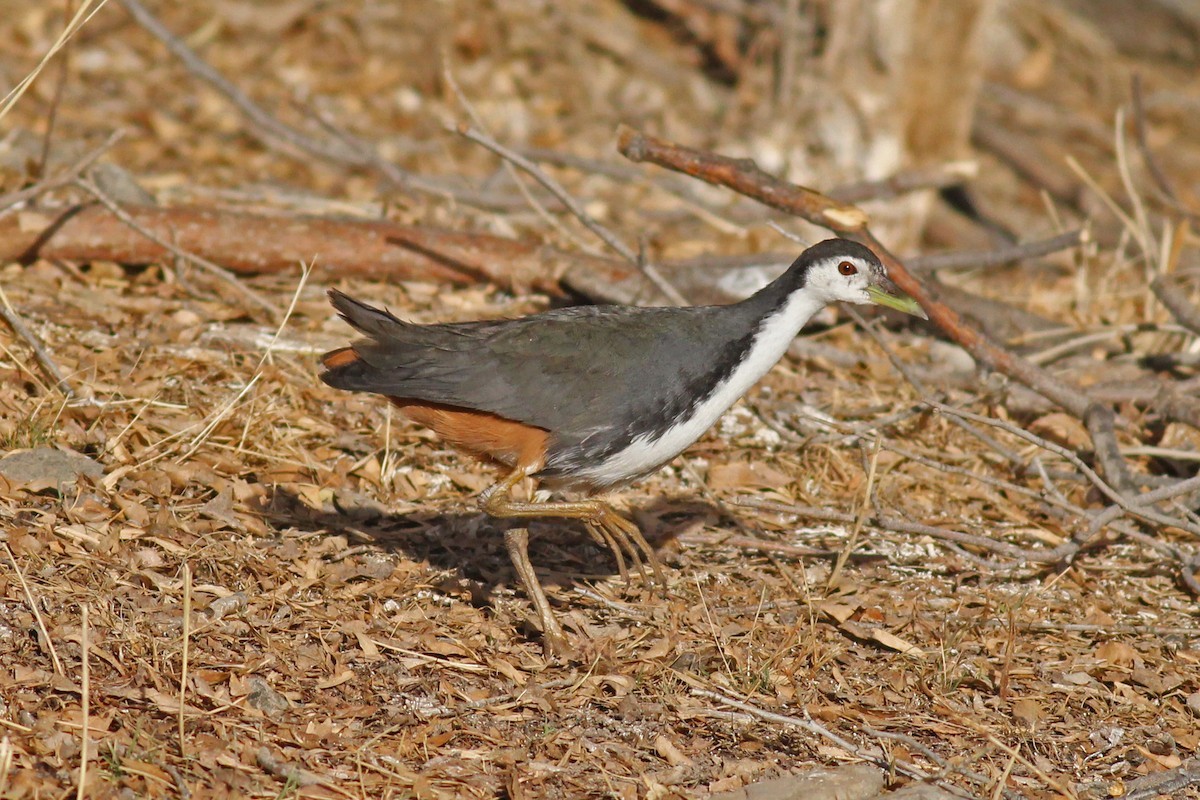 White-breasted Waterhen - ML615628901