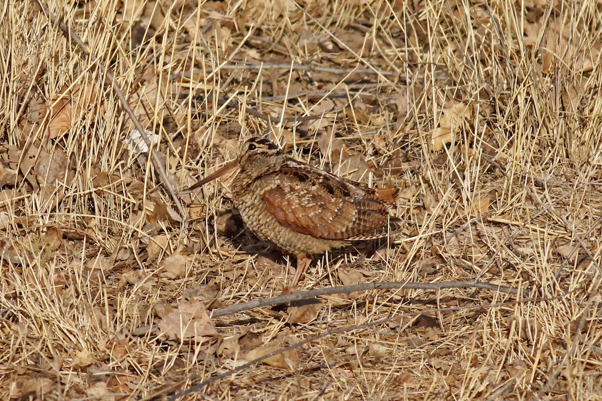 Eurasian Woodcock - ML615628904